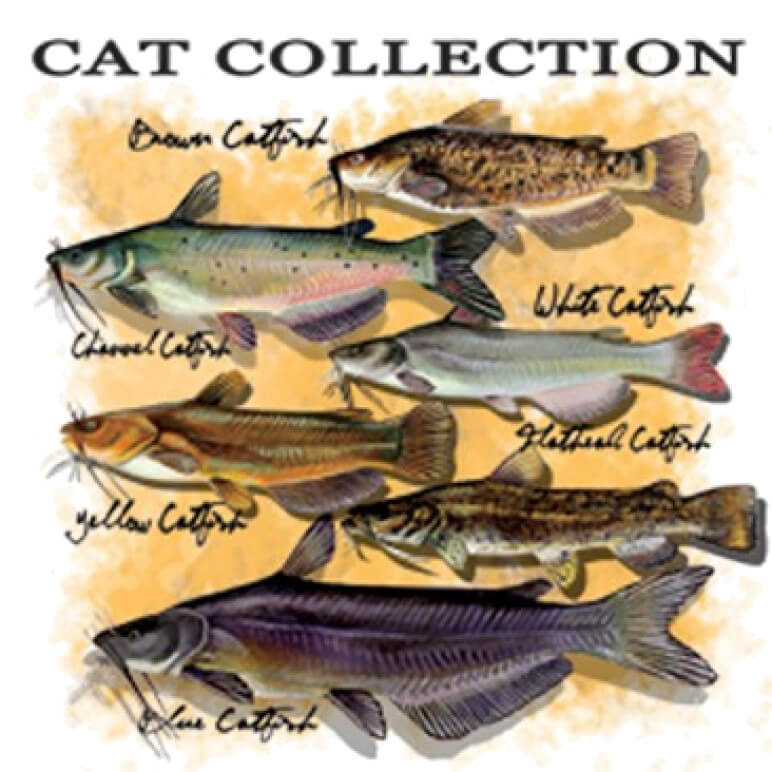 Catfish Collection Printed T-Shirt-White