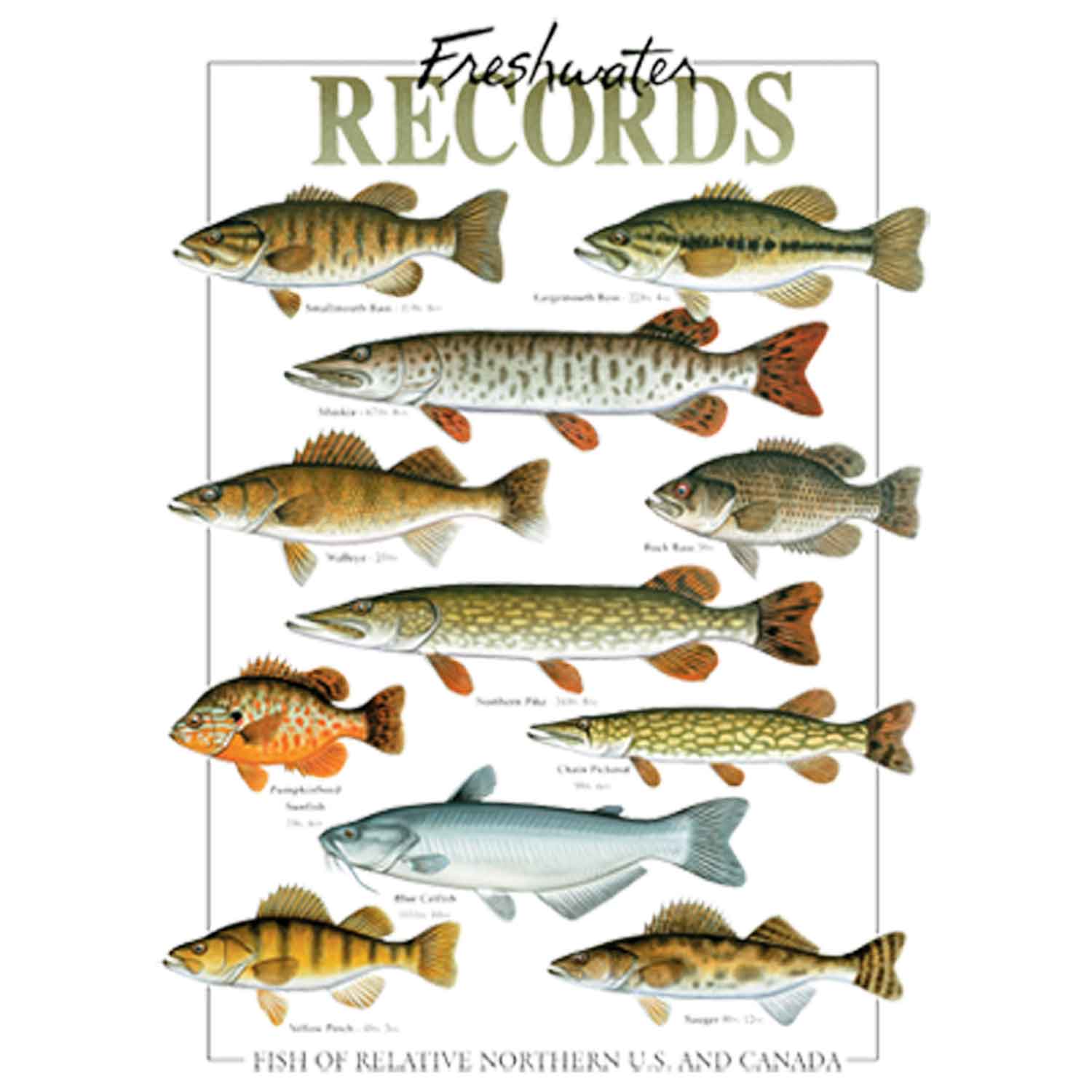 Freshwater Records Printed T-Shirt-White